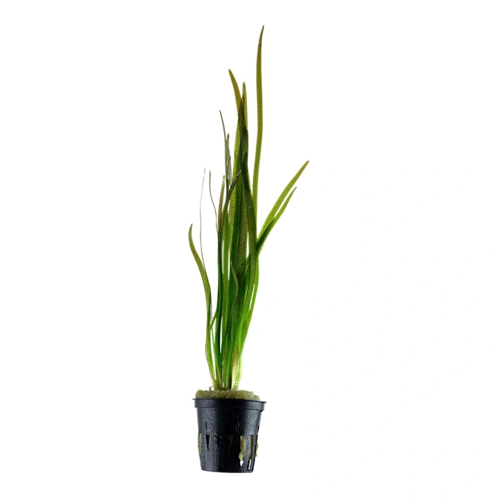 Tropica Akvarieplante i potte Vallisneria spiral (Tiger)